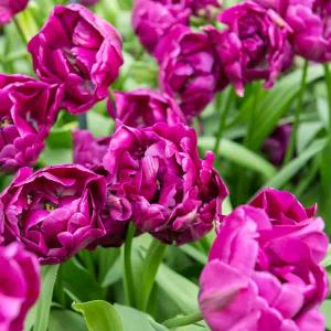 Tulipe Negrita Double (x8)